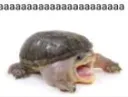 aaaaa