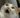 cat Discord Emoji