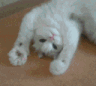 ow_catpaw Discord Emoji