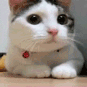 Cat Nope Discord Emoji