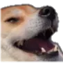 doggokek