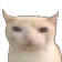 bruhcat
