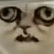 catcrack2