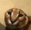 floppa