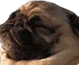 feelsgoodpug feelsgoodpug