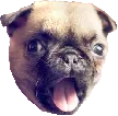 pugchamp pugchamp
