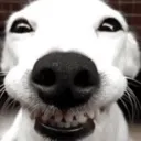 PuppyBigSmile PuppyBigSmile