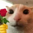 Catrose Discord Emoji