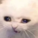 Catcry catcry Discord Emoji