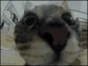 gatofokero
