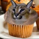 cat2