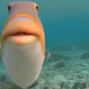 15bruhFish 15bruhFish
