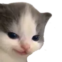 smugcat