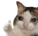 sadcatup