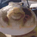 blowfish_inspecting blowfish_inspecting