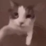 Kisses
