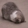 catded