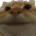 Catnod catnod Discord Emoji