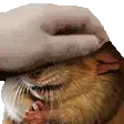 ratpat