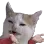 reallyFckingConfusedCat