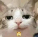 gatocoqueto