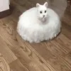 vacuum vacuum