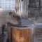 capybucket