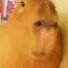 capybarahungry