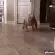 dogcrazy