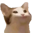 pauseCat pauseCat