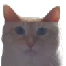 smushmooch
