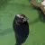 spinningwalrus