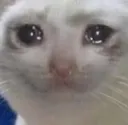 mk_gato5