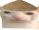 THICKcat Discord emoji