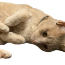 pearl Discord emoji