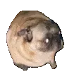 pugdance