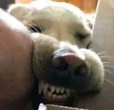 PEESHA