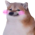 blushibe blushibe