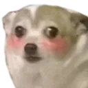 lozpugblush