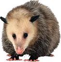 possum