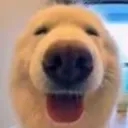 Pog_Dog