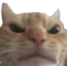 BjCatAngry