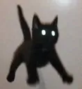 catspook