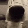 dogsnif dogsnif