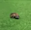TD_platypus TD_platypus
