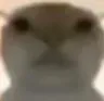 catbruh