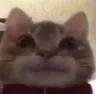 CatStare