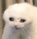 catcrying