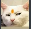 bty_yekyahai bty_yekyahai