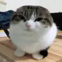 catangrystare